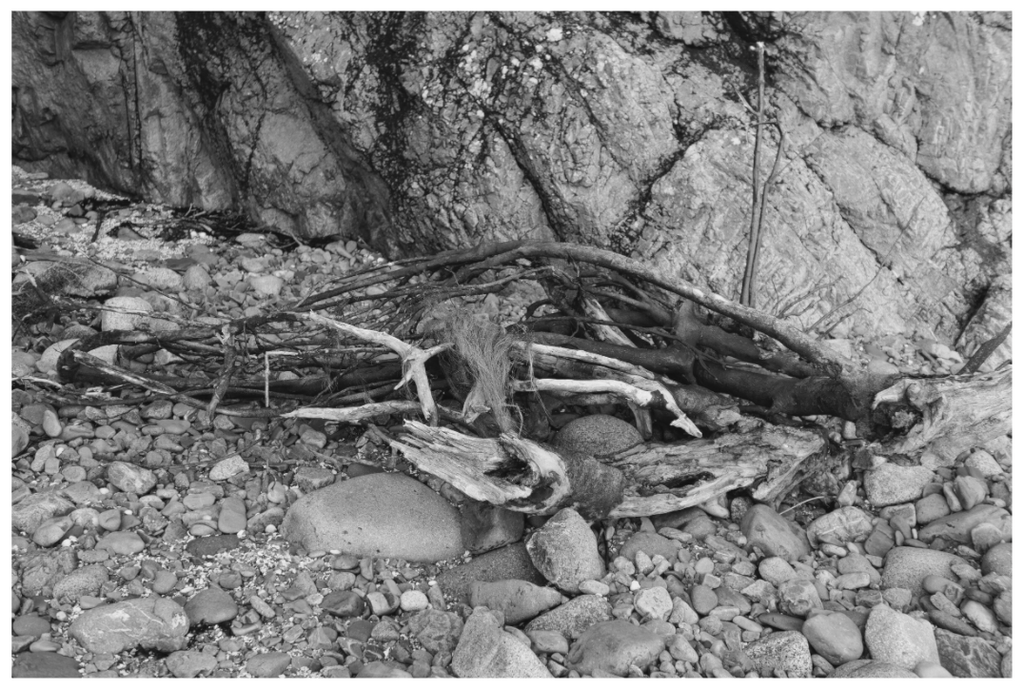 Main image Driftwood, Portnoy