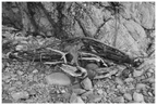 Main image Driftwood, Portnoy