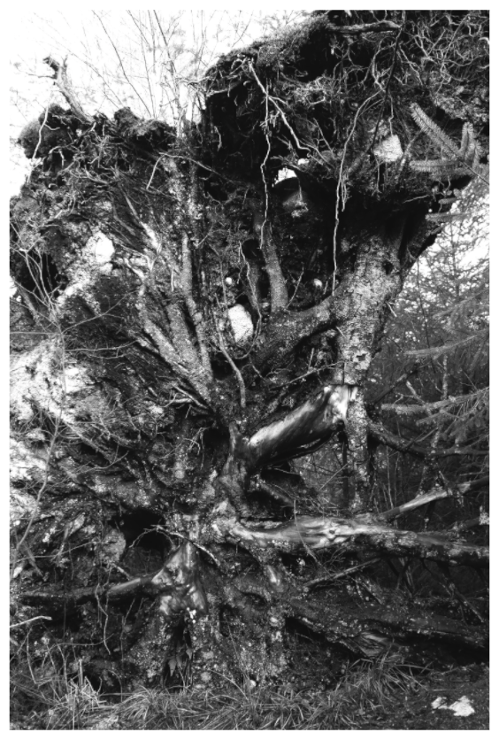 Main image Uprooted