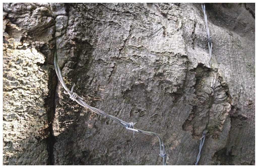 Main image Wire