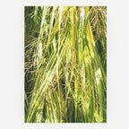 Grasses notebook